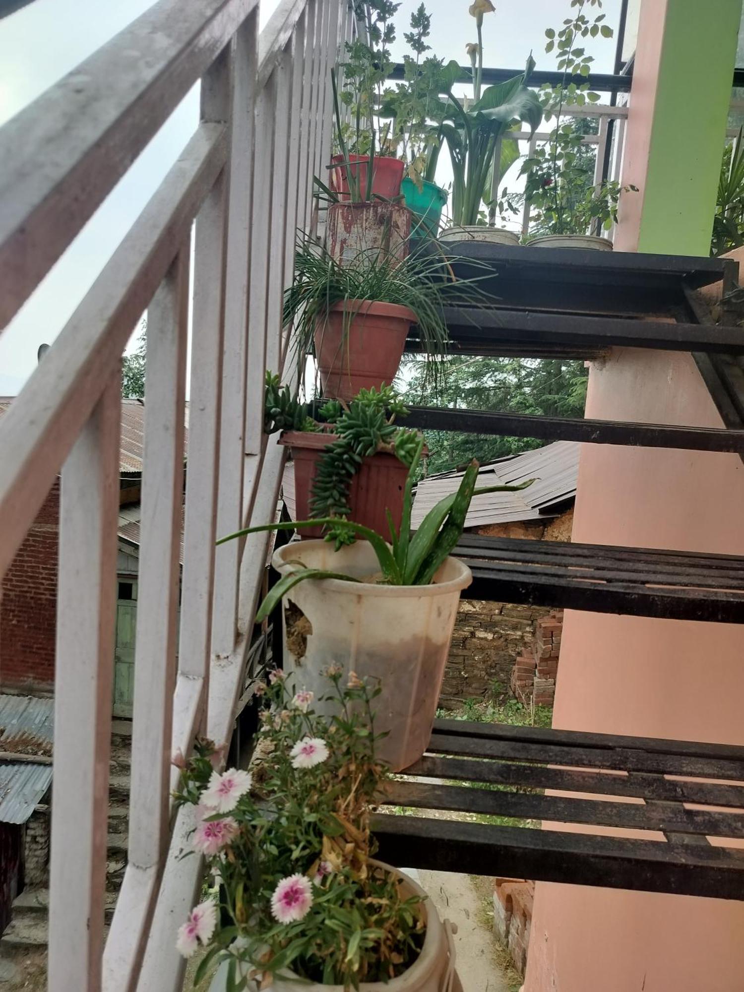 Tree Valley Homestay Chail Exterior photo