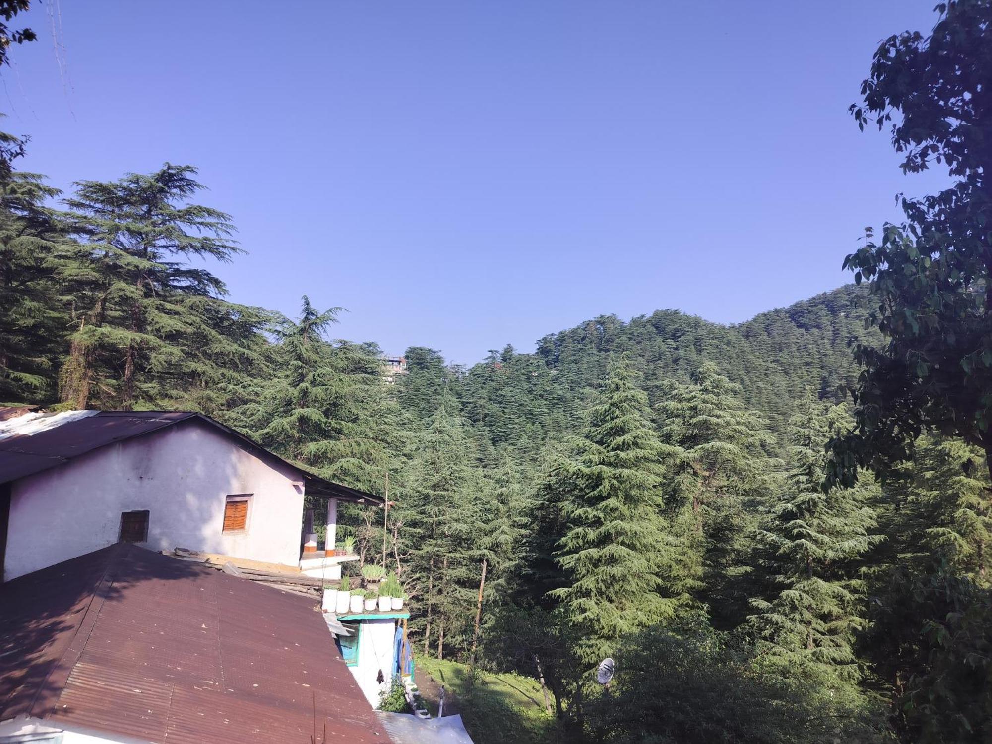 Tree Valley Homestay Chail Exterior photo